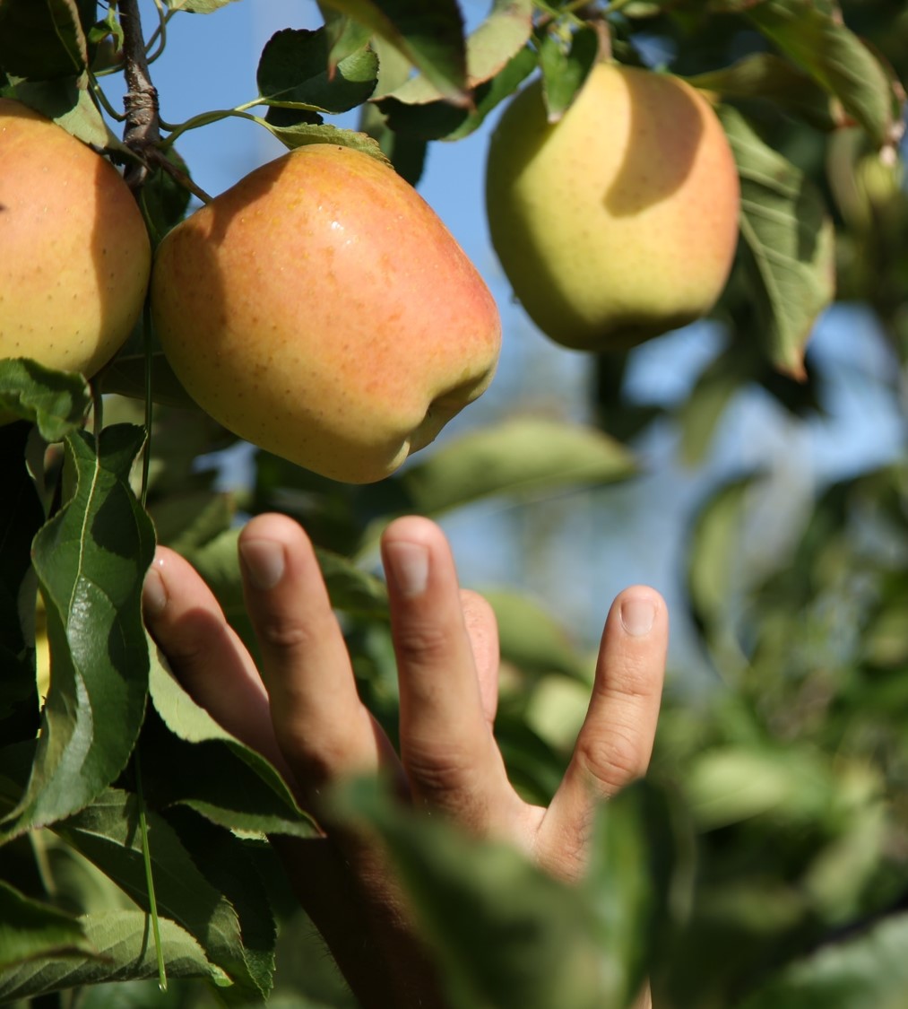 ECO_srg_pomme2